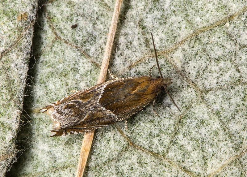 Tortricidae Ancylis comptana